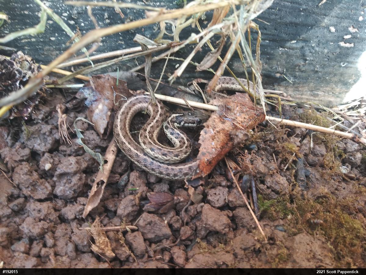 Eastern Gartersnake
