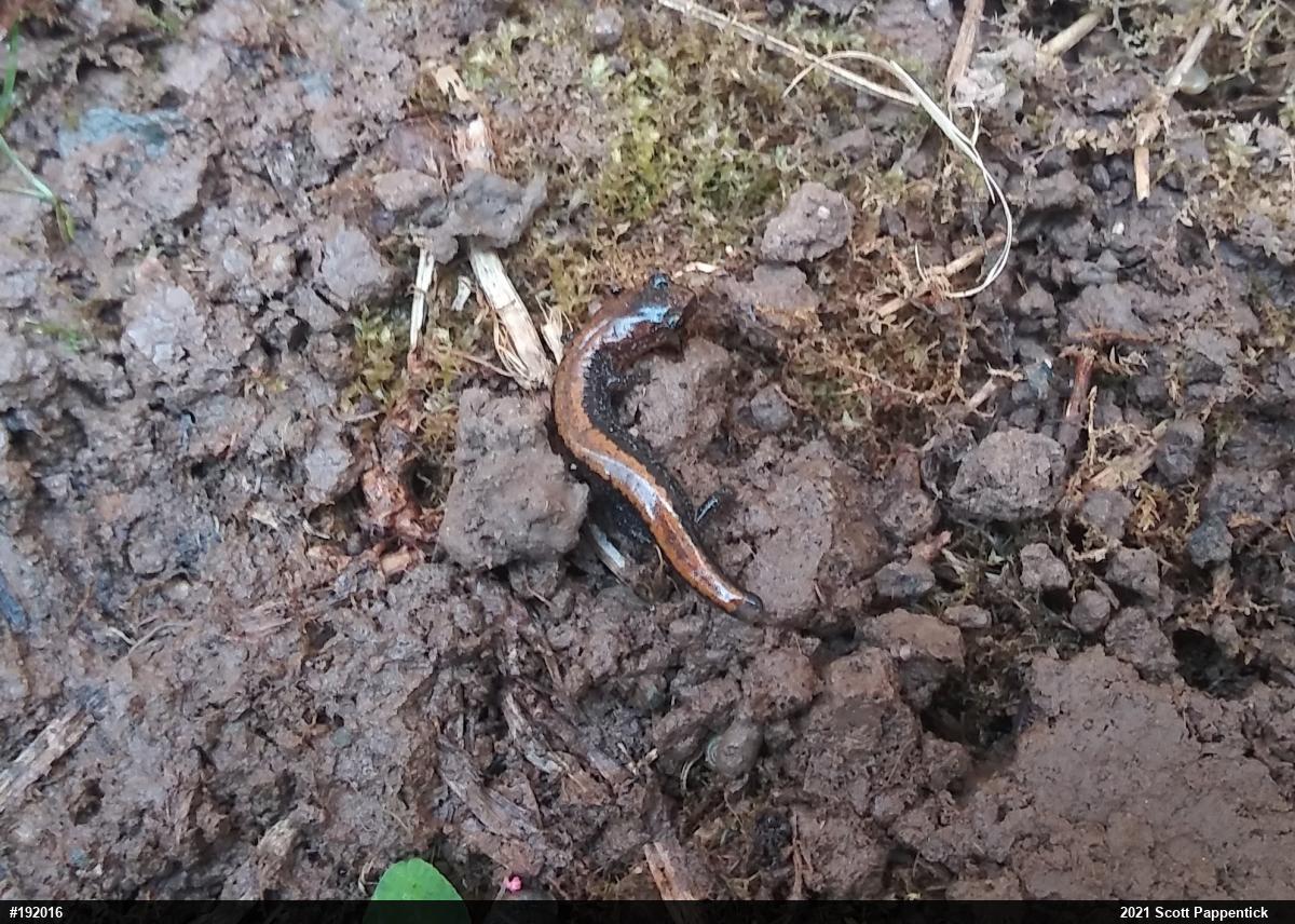 Eastern Red-backed  Salamander