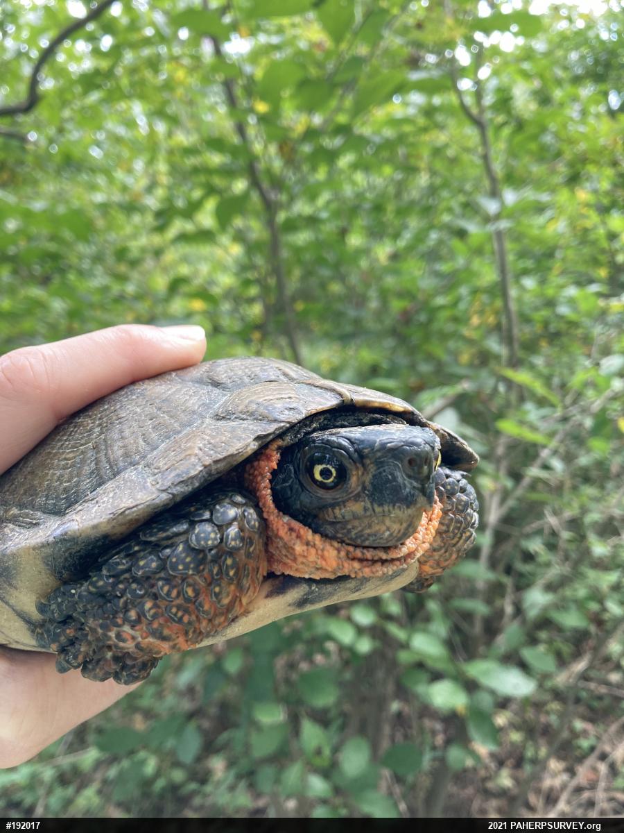 Wood Turtle