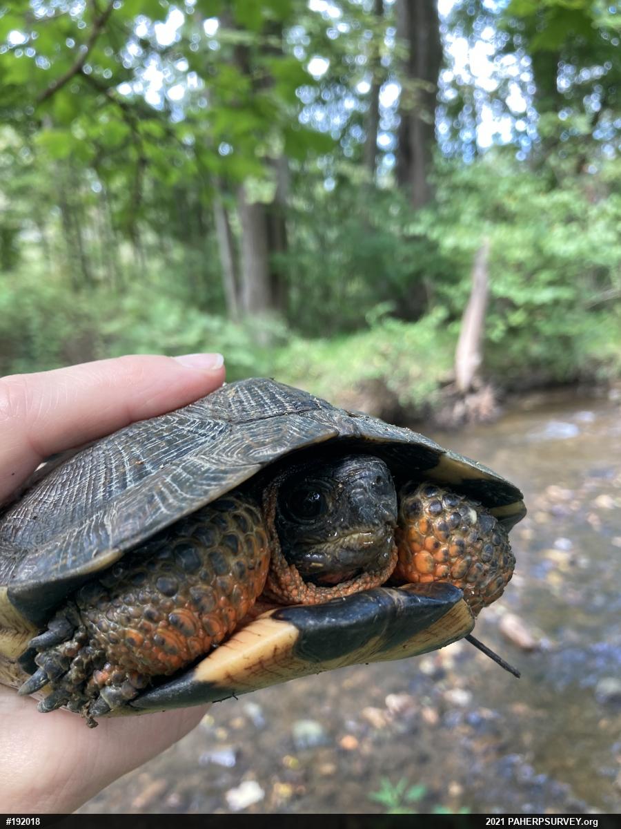 Wood Turtle