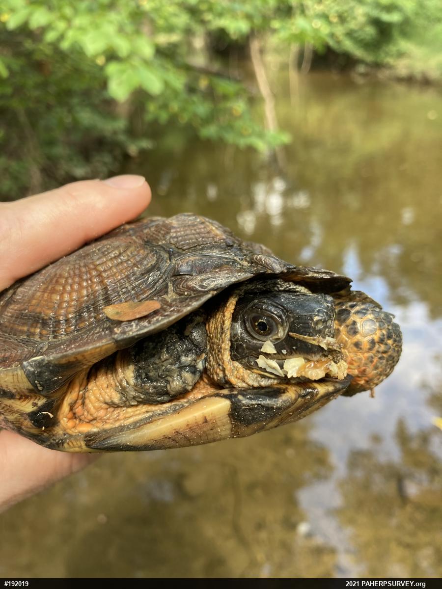 Wood Turtle