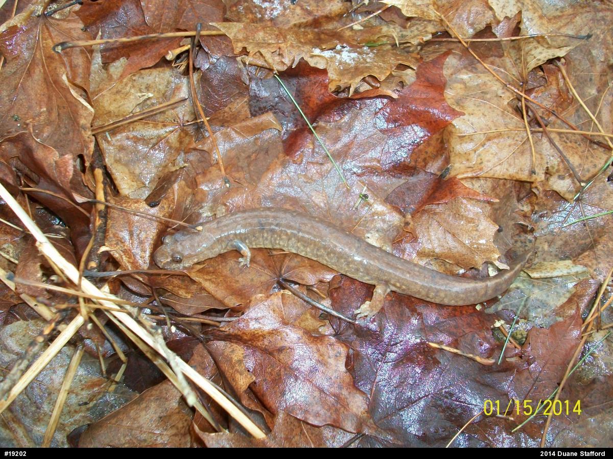 Northern Spring Salamander