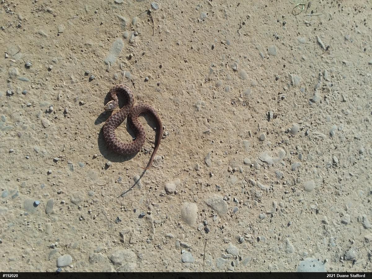 Eastern Gartersnake