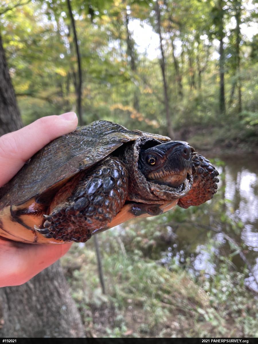 Wood Turtle