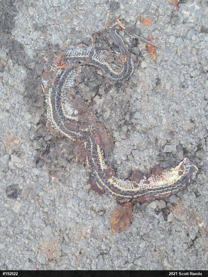 Eastern Gartersnake