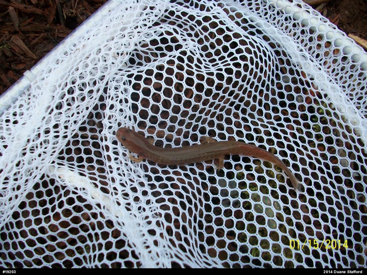 Northern Spring Salamander