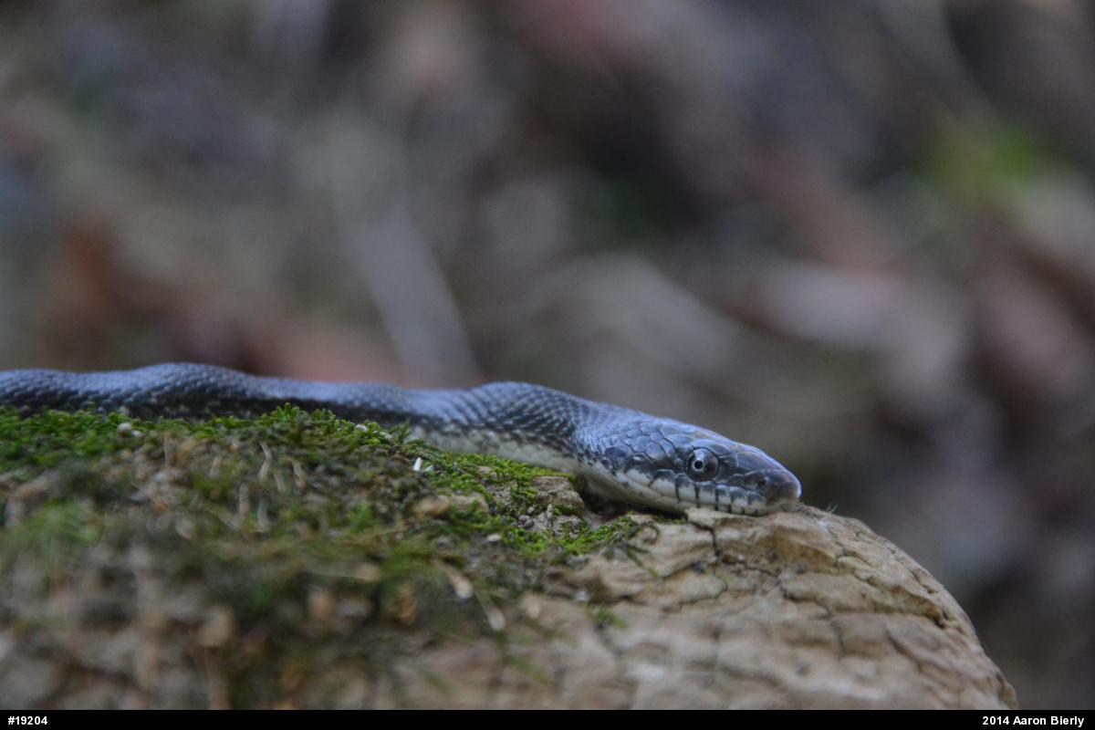 Eastern Ratsnake