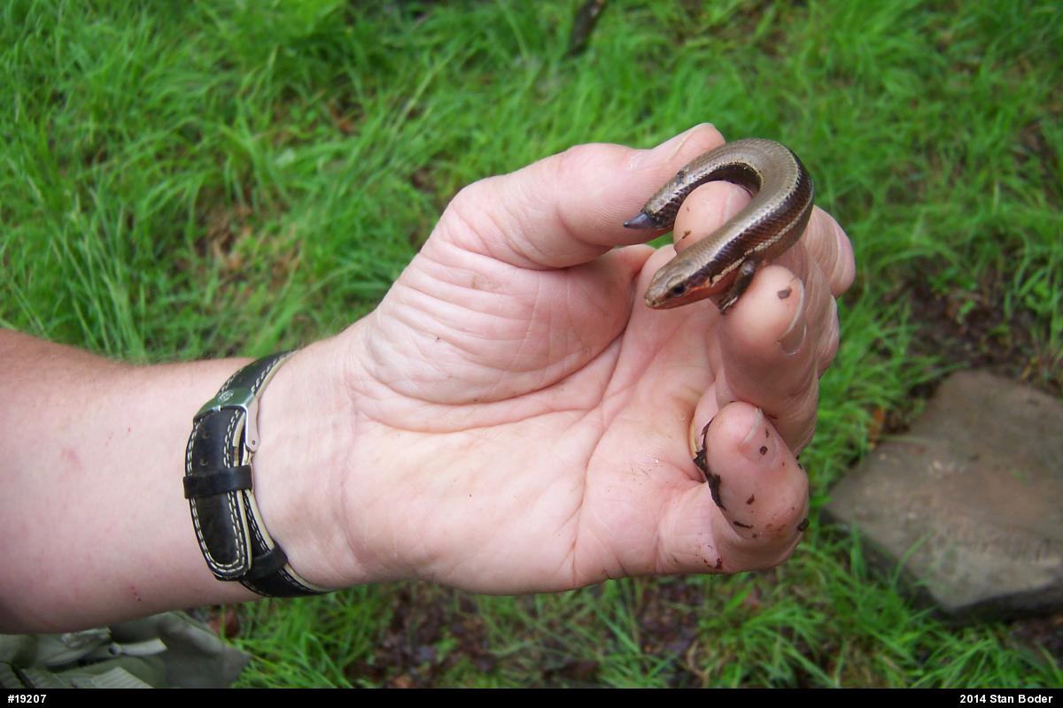 Northern Coal Skink