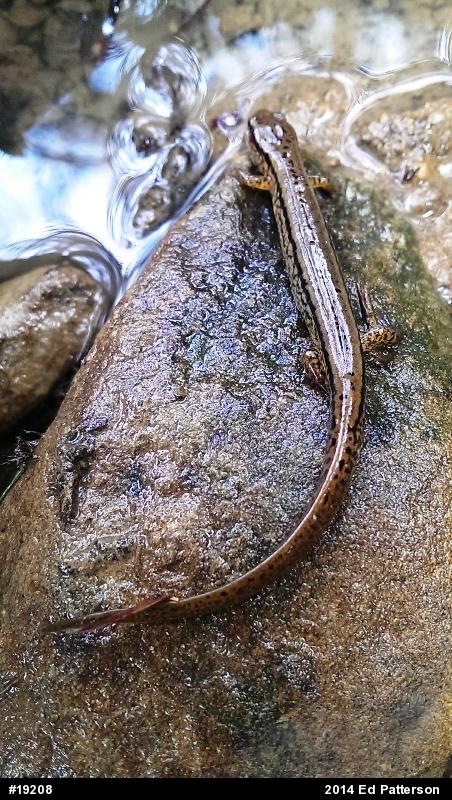 Northern Two-lined Salamander