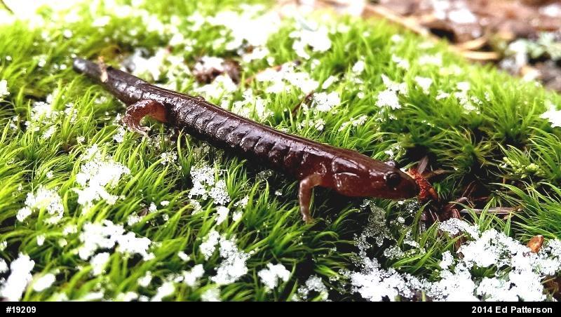 Dusky Salamanders
