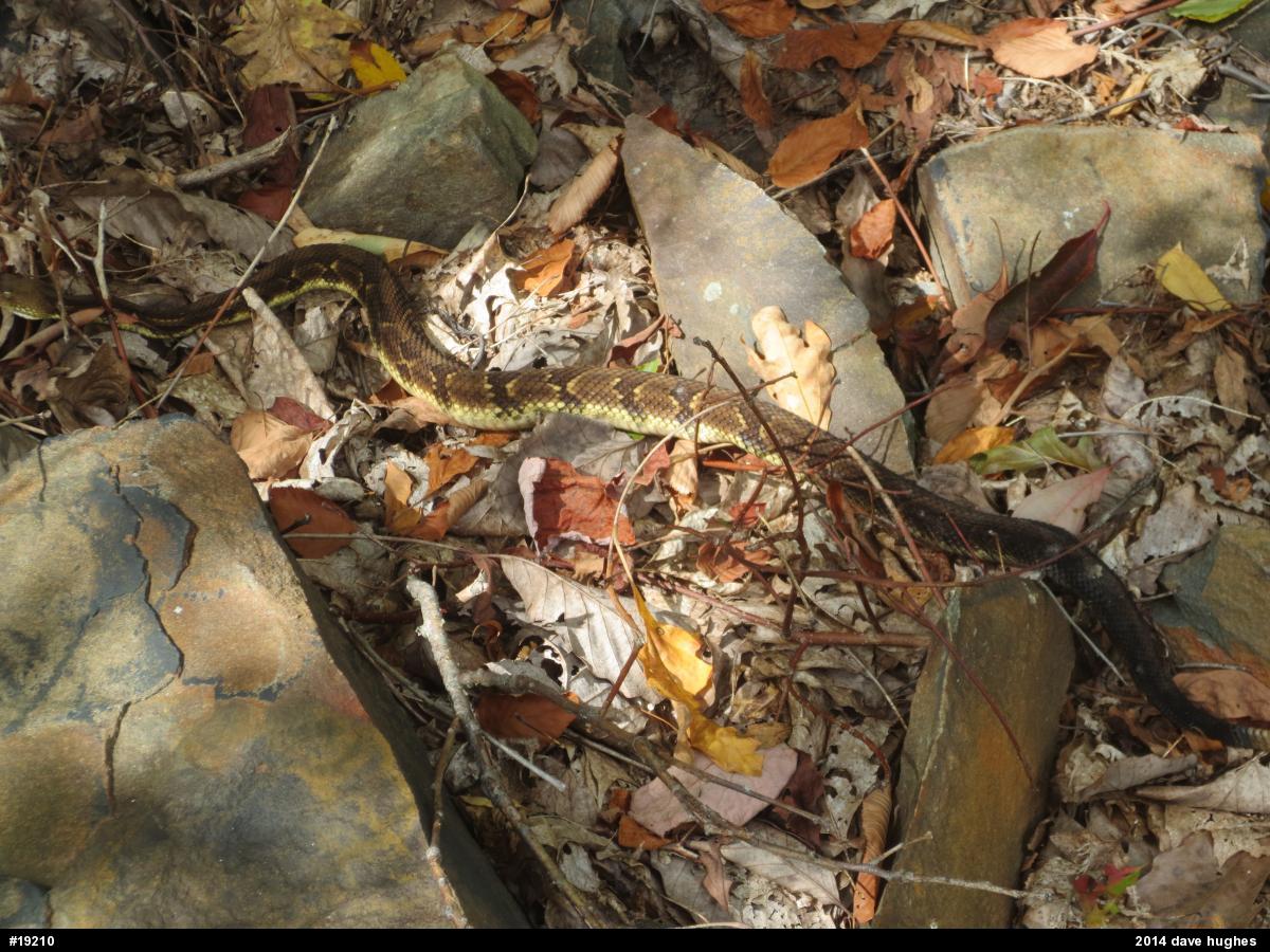 Timber Rattlesnake