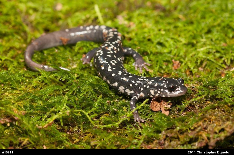 Northern Slimy Salamander