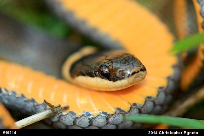 Northern Ring-necked Snake