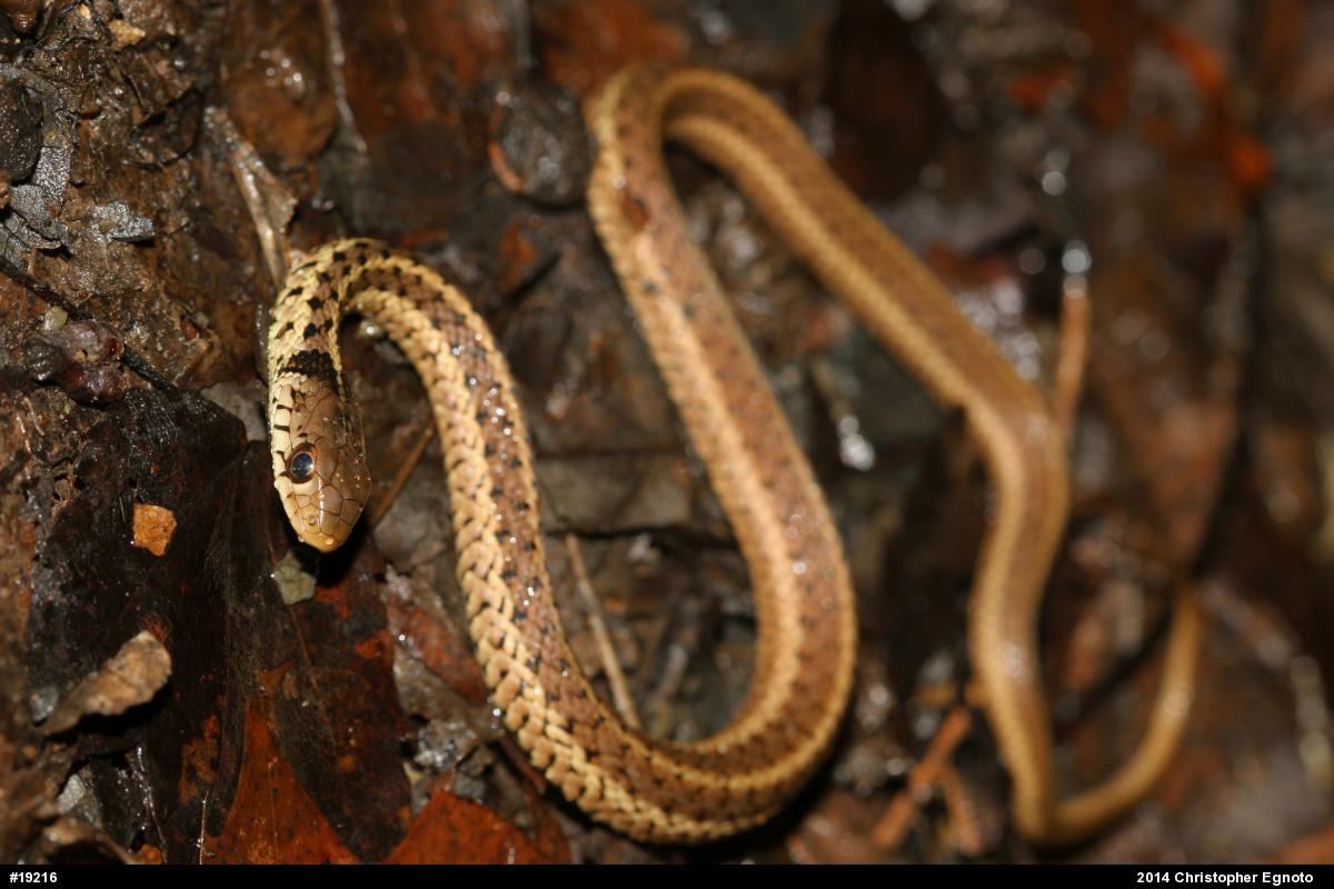 Eastern Gartersnake