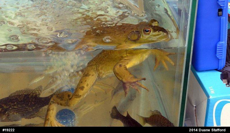 American Bullfrog