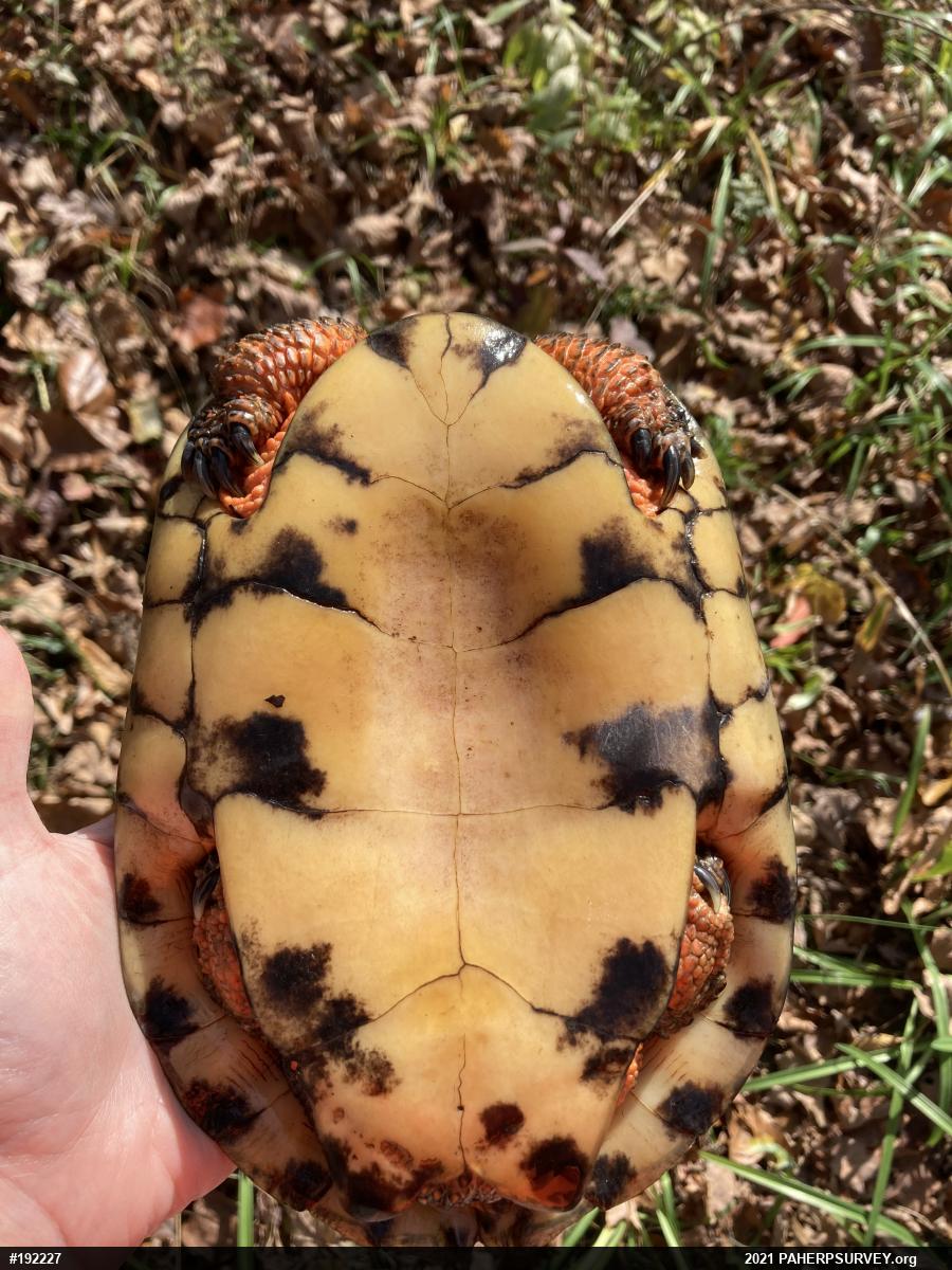 Wood Turtle
