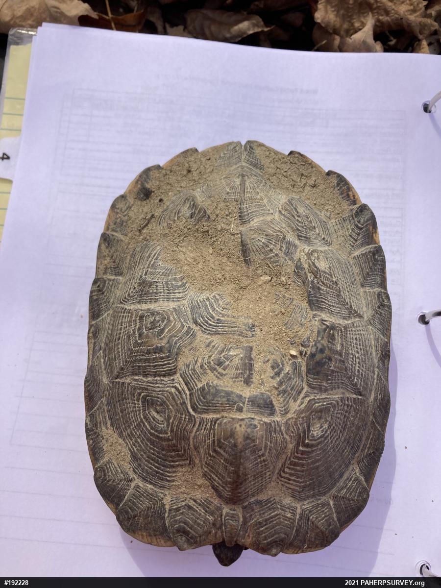 Wood Turtle