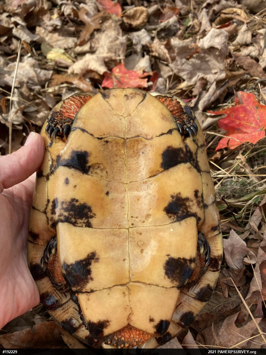Wood Turtle