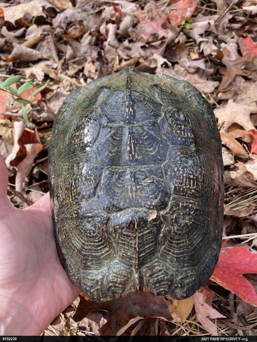 Wood Turtle