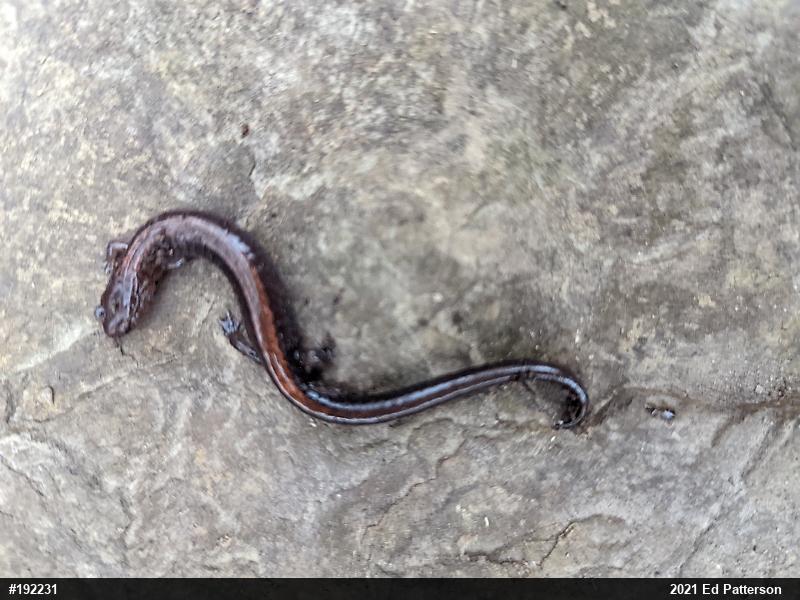 Eastern Red-backed  Salamander