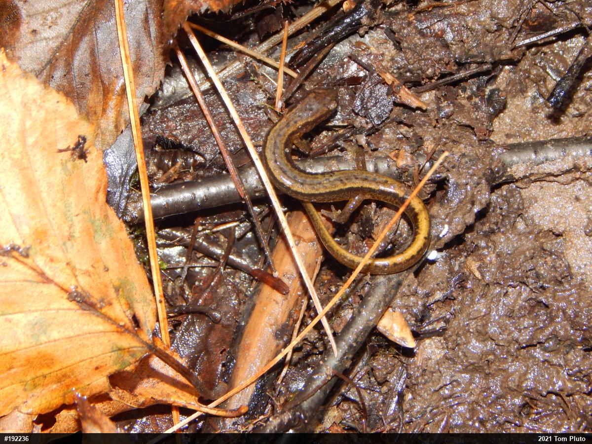 Northern Two-lined Salamander