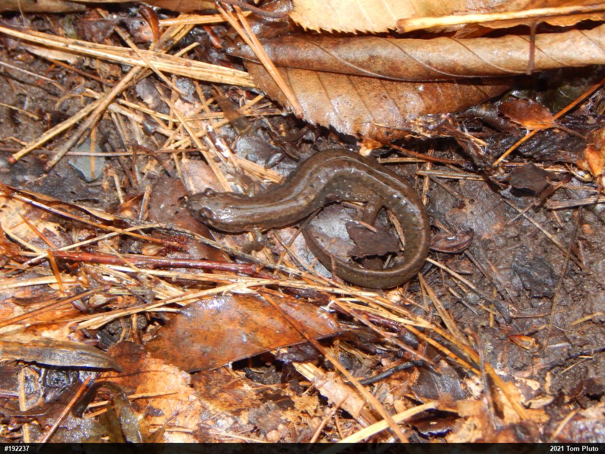Northern Dusky Salamander