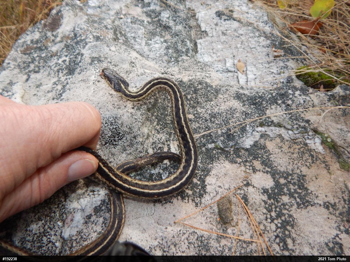 Eastern Gartersnake