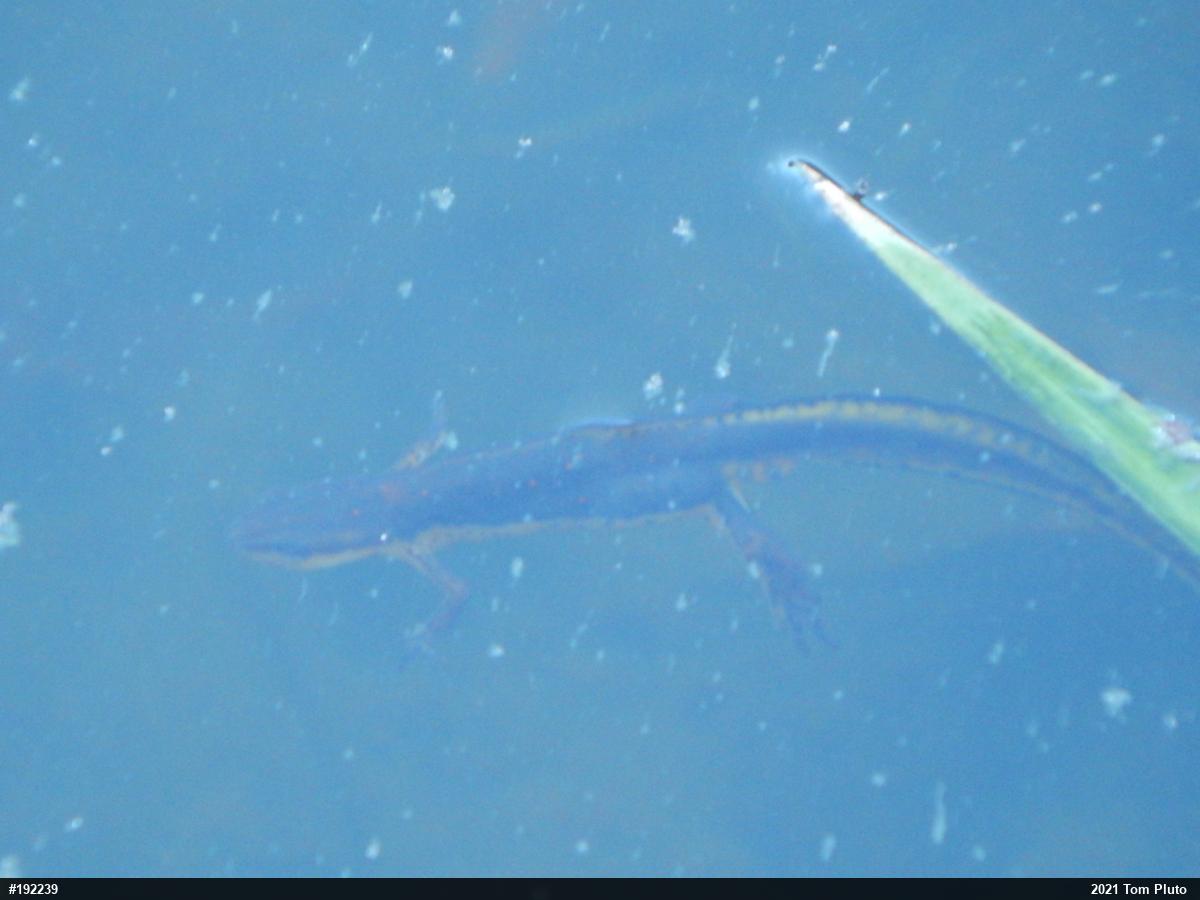 Red-spotted Newt