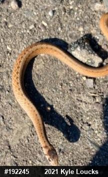 Dekay's Brownsnake