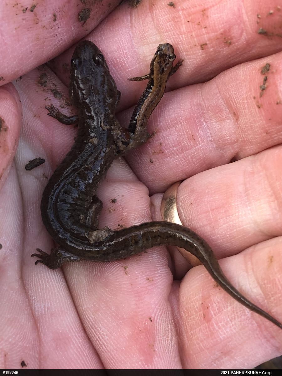 Allegheny Mountain Dusky Salamander
