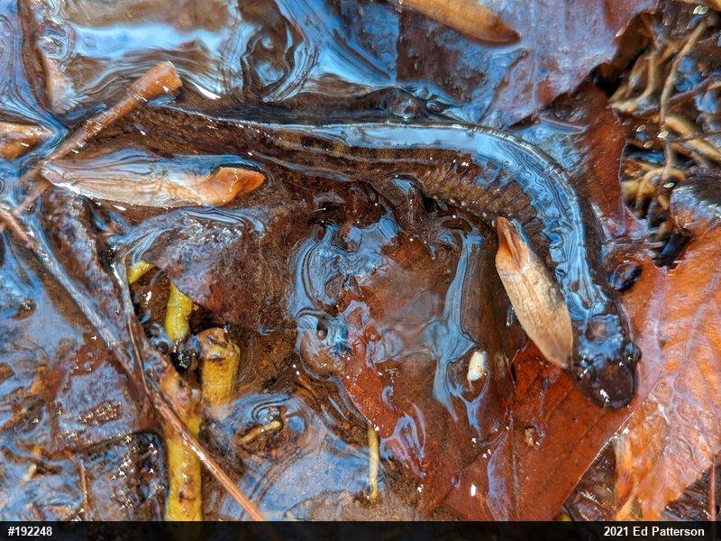 Seal Salamander