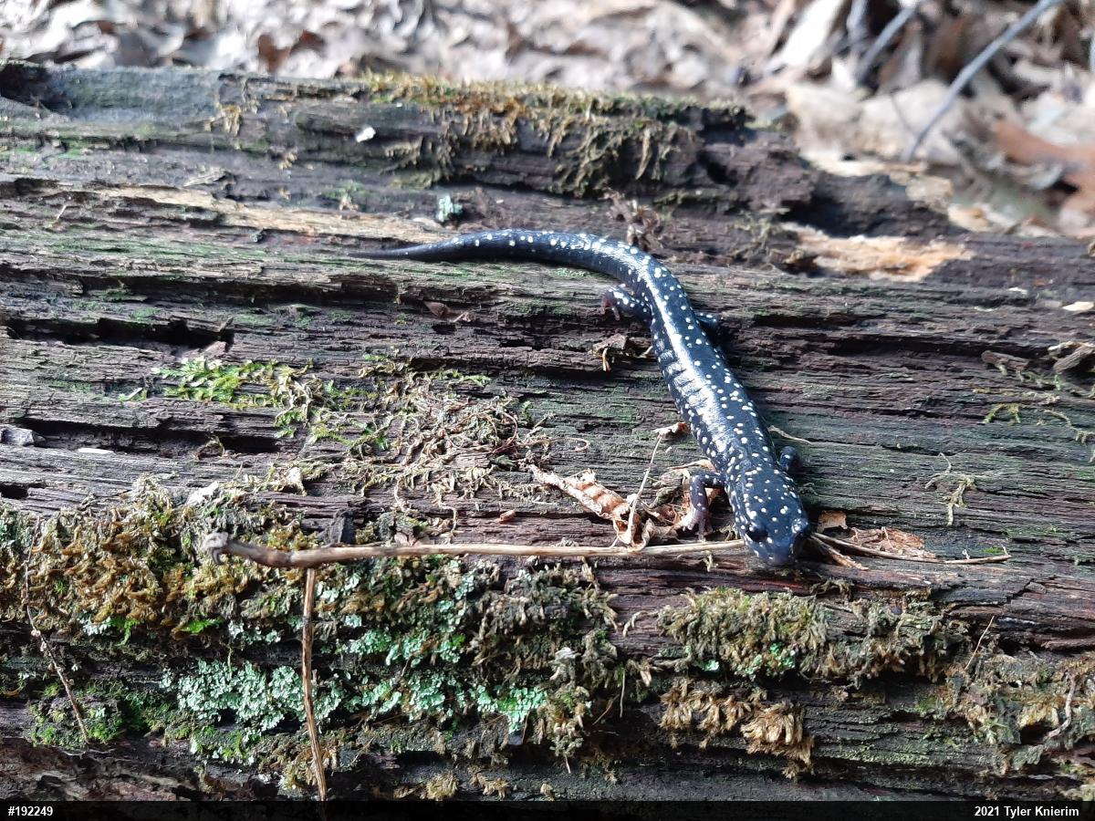Northern Slimy Salamander