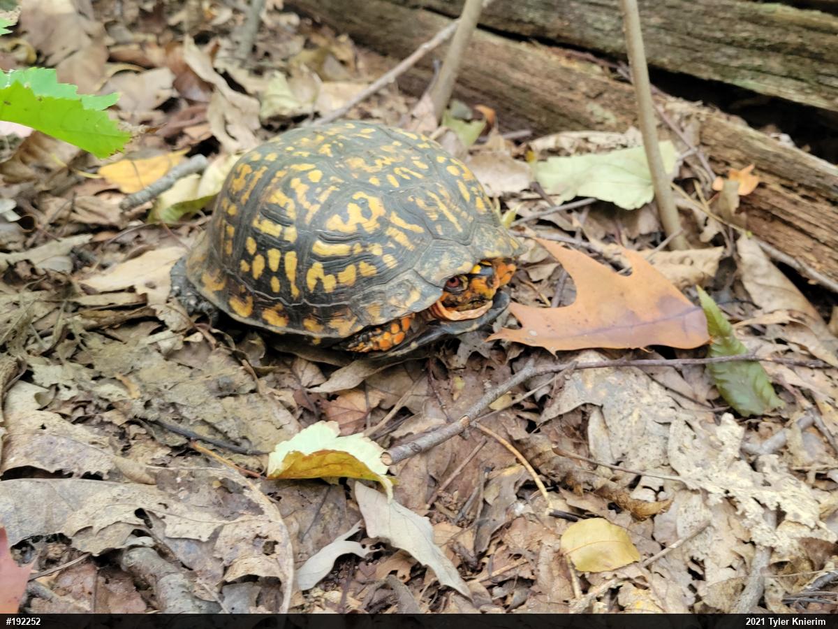 Eastern Box Turtle