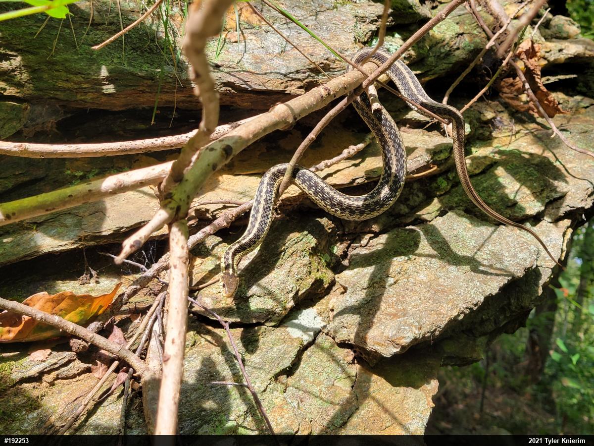 Eastern Gartersnake