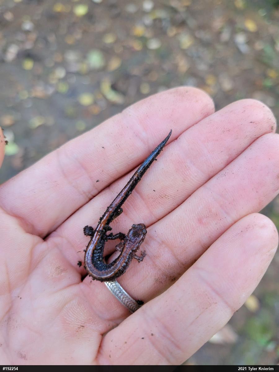 Eastern Red-backed  Salamander