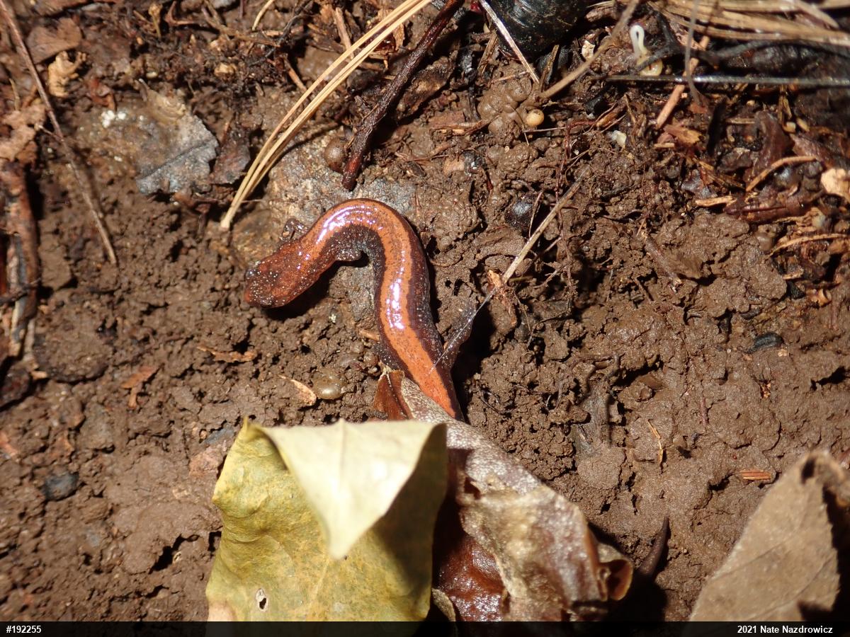 Eastern Red-backed  Salamander