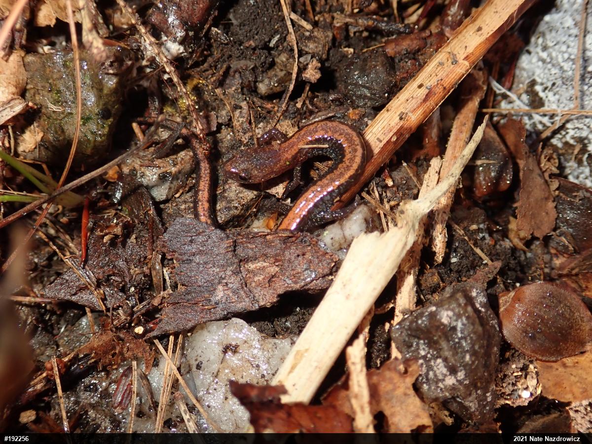 Eastern Red-backed  Salamander