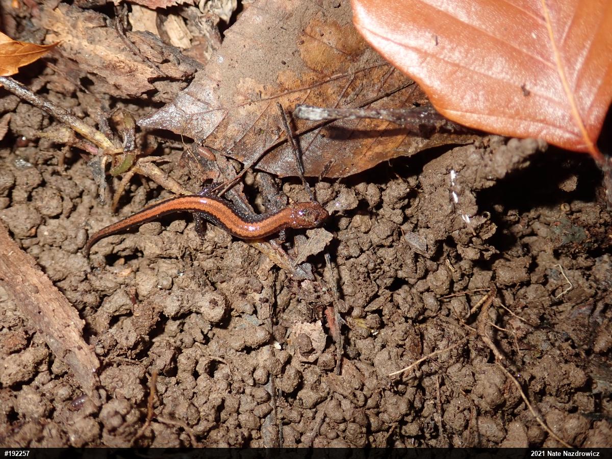 Eastern Red-backed  Salamander