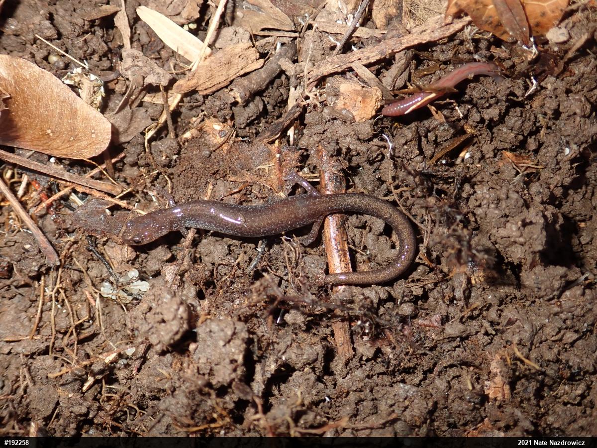 Eastern Red-backed  Salamander