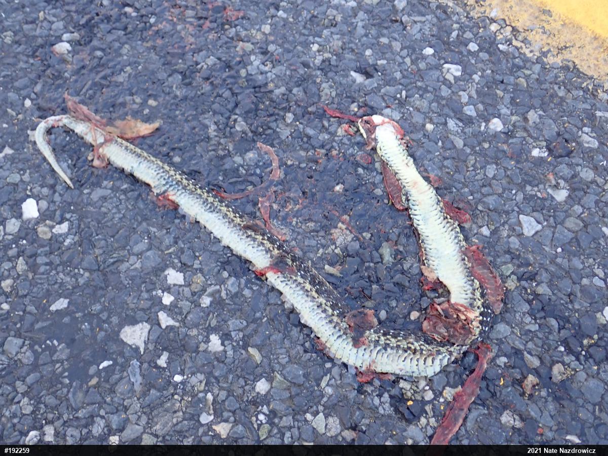 Eastern Gartersnake