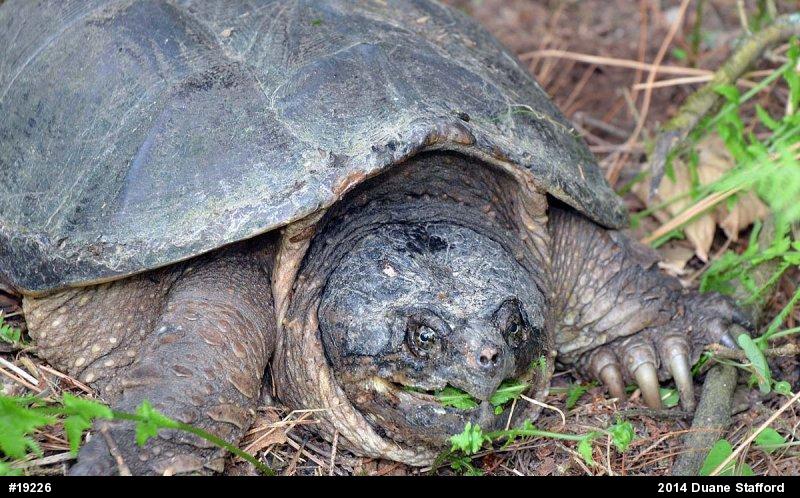 Snapping Turtle
