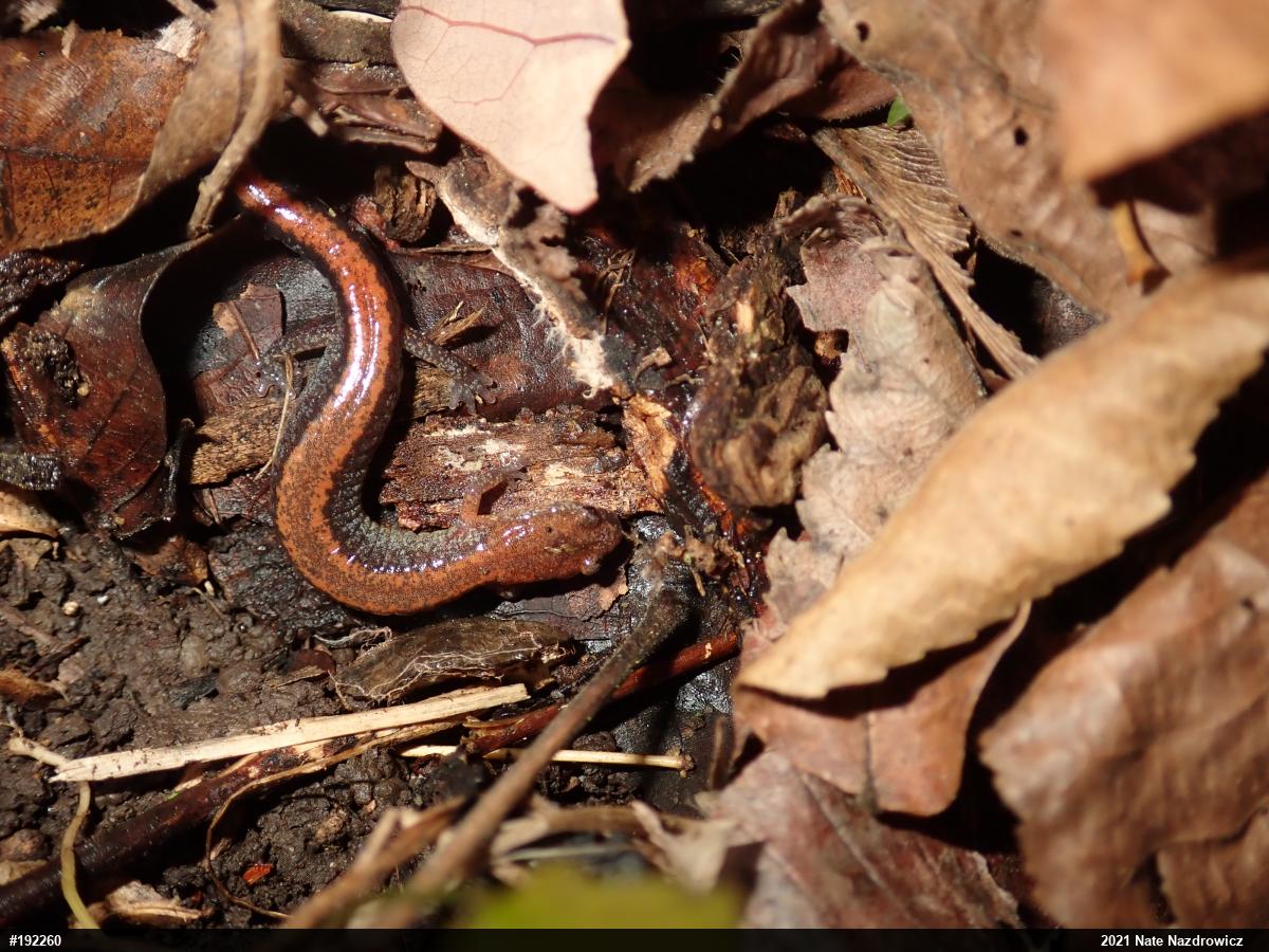 Eastern Red-backed  Salamander
