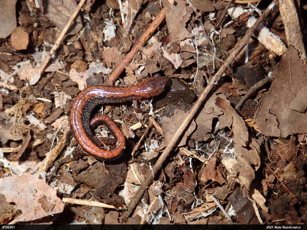 Eastern Red-backed  Salamander