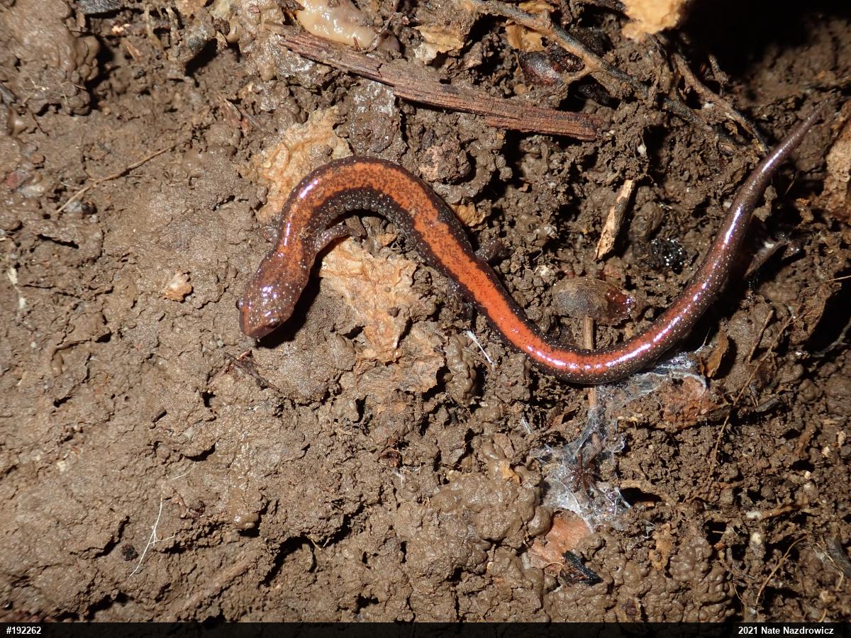 Eastern Red-backed  Salamander