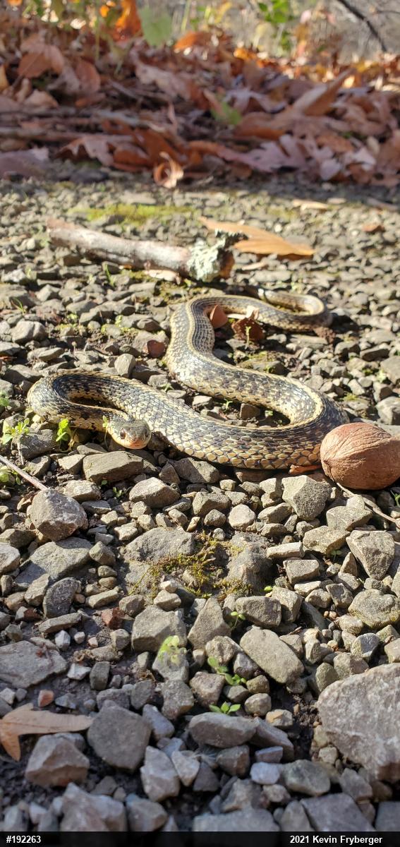 Eastern Gartersnake