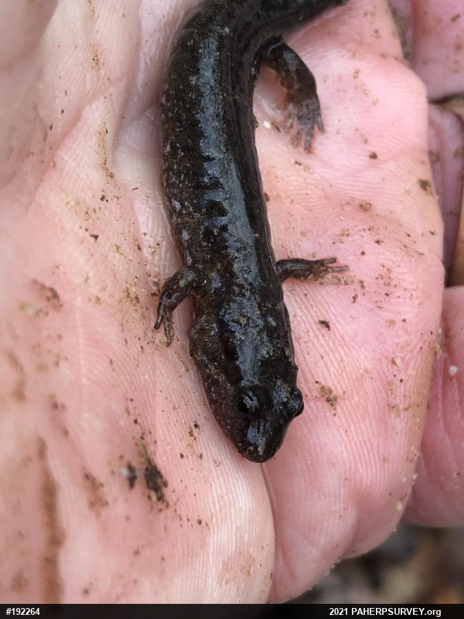 Northern Dusky Salamander