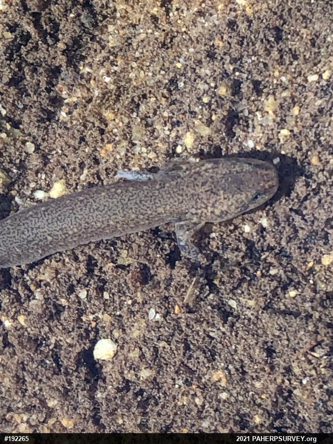 Northern Two-lined Salamander