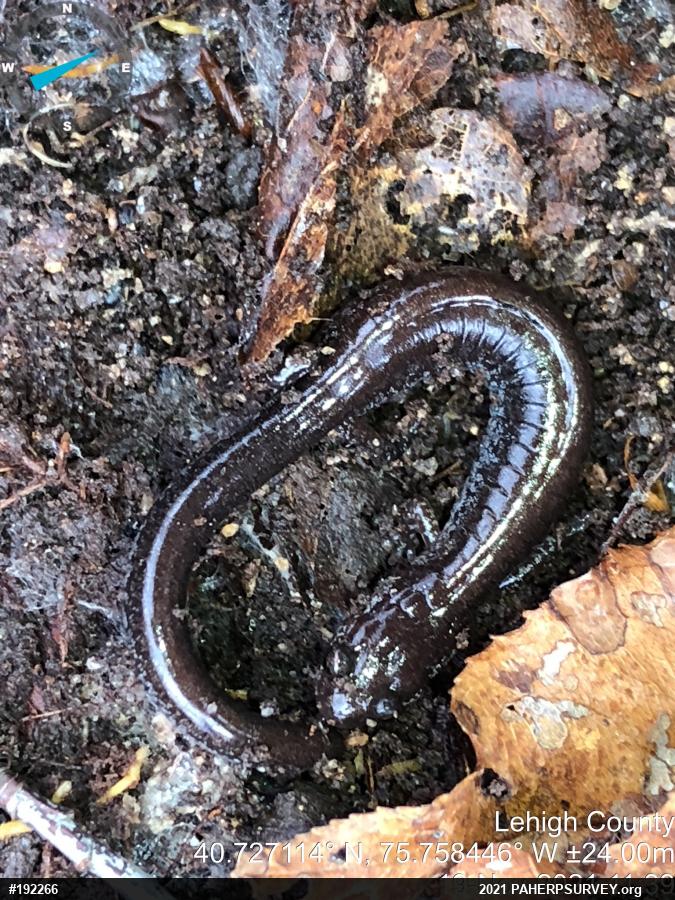 Eastern Red-backed  Salamander