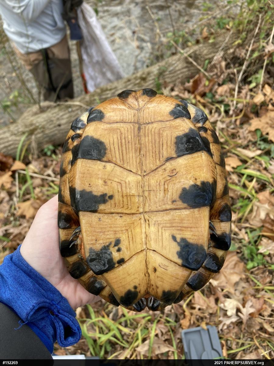 Wood Turtle