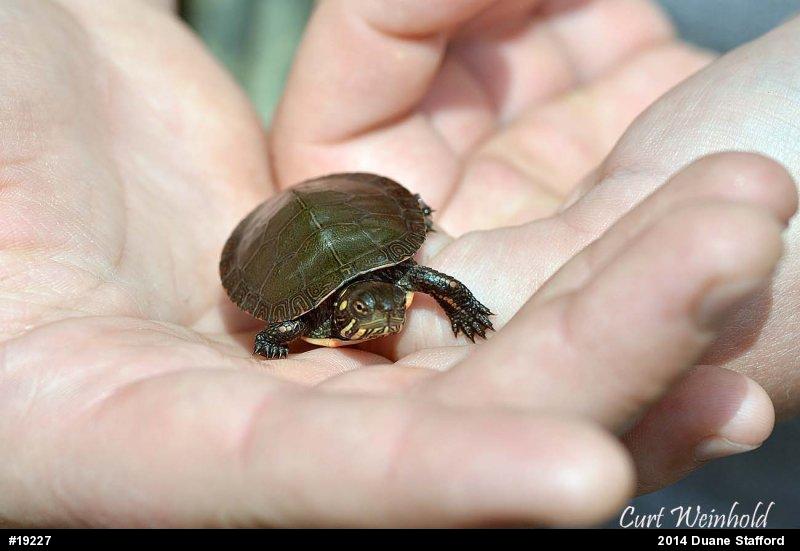 Painted Turtle